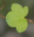 leaf  : nom scientifique : Cymbalaria muralis P. Gaertn., B. Mey. & Scherb. , Cymbalaria , Plantaginaceae 