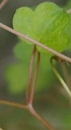 stemleaf  : nom scientifique : Cymbalaria muralis P. Gaertn., B. Mey. & Scherb. , Cymbalaria , Plantaginaceae 