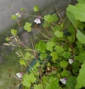 whole  : nom scientifique : Cymbalaria muralis P. Gaertn., B. Mey. & Scherb. , Cymbalaria , Plantaginaceae 