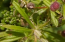 stemleaf  : nom scientifique : Galium aparine L. , Galium , Rubiaceae 