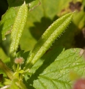 leaf  : nom scientifique : Galium aparine L. , Galium , Rubiaceae 