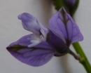 flower  : nom scientifique : Polygala L. , Polygalaceae 