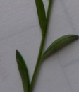 stemleaf  : nom scientifique : Polygala L. , Polygalaceae 