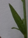 leaf  : nom scientifique : Polygala L. , Polygalaceae 