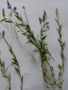 whole  : nom scientifique : Polygala L. , Polygalaceae 