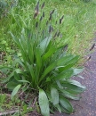 whole  : nom scientifique : Plantago lanceolata L. , Plantago , Plantaginaceae 