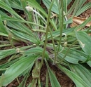 stemleaf  : nom scientifique : Plantago lanceolata L. , Plantago , Plantaginaceae 