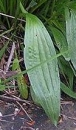 leaf  : nom scientifique : Plantago lanceolata L. , Plantago , Plantaginaceae 