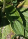 leaf : nom scientifique : Plantago media L. , Plantago , Plantaginaceae