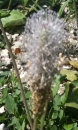 flower : nom scientifique : Plantago media L. , Plantago , Plantaginaceae