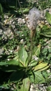 whole : nom scientifique : Plantago media L. , Plantago , Plantaginaceae