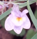 flower  : nom scientifique : Linaria repens (L.) Mill. , Linaria , Plantaginaceae 