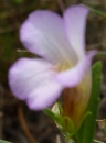 flower  : nom scientifique : Gratiola officinalis L. , Gratiola , Plantaginaceae 