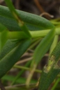 stemleaf  : nom scientifique : Gratiola officinalis L. , Gratiola , Plantaginaceae 