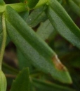leaf  : nom scientifique : Gratiola officinalis L. , Gratiola , Plantaginaceae 