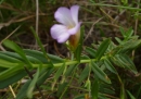 whole  : nom scientifique : Gratiola officinalis L. , Gratiola , Plantaginaceae 