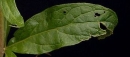 leaf  : nom scientifique : Eupatorium cannabinum L. , Eupatorium , Asteraceae 