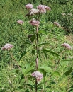 whole  : nom scientifique : Eupatorium cannabinum L. , Eupatorium , Asteraceae 