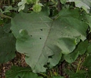 leaf  : nom scientifique : Arctium lappa L. , Arctium , Asteraceae 