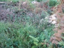 environment : nom scientifique : Mentha arvensis L. , Mentha , Lamiaceae