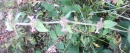 whole : nom scientifique : Mentha arvensis L. , Mentha , Lamiaceae