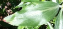 leaf  : nom scientifique : Centranthus ruber (L.) DC. , Centranthus , Caprifoliaceae 