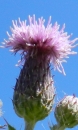 flower  : nom scientifique : Cirsium Mill. , Asteraceae 