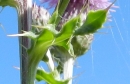 leaf  : nom scientifique : Cirsium Mill. , Asteraceae 