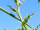 stemleaf  : nom scientifique : Cirsium Mill. , Asteraceae 