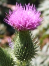 flower  : nom scientifique : Cirsium arvense (L.) Scop. 