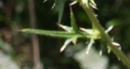 leaf  : nom scientifique : Cirsium arvense (L.) Scop. 