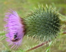 flower : nom scientifique : Cirsium arvense (L.) Scop. , Cirsium , Asteraceae