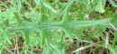 leaf : nom scientifique : Cirsium arvense (L.) Scop. , Cirsium , Asteraceae