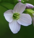 flower  : nom scientifique : Cardamine pratensis L. , Cardamine , Brassicaceae 