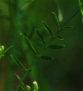 leaf  : nom scientifique : Cardamine pratensis L. , Cardamine , Brassicaceae 