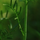 stemleaf  : nom scientifique : Cardamine pratensis L. , Cardamine , Brassicaceae 