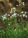 whole  : nom scientifique : Cardamine pratensis L. , Cardamine , Brassicaceae 