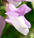 flower : nom scientifique : Securigera varia (L.) Lassen , Securigera , Fabaceae