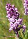 flower  : nom scientifique : Gymnadenia conopsea (L.) R. Br. , Gymnadenia , Orchidaceae 