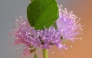 flower  : nom scientifique : Mentha pulegium L. , Mentha , Lamiaceae 