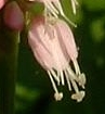 flower  : nom scientifique : Polygonum bistorta L. , Polygonum , Polygonaceae 