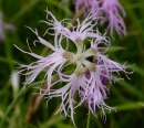 flower : nom scientifique : Dianthus superbus L. , Dianthus L. , Caryophyllaceae Juss.