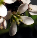 flower  : nom scientifique : Cardamine hirsuta L. , Cardamine , Brassicaceae 