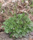 whole  : nom scientifique : Cardamine hirsuta L. , Cardamine , Brassicaceae 