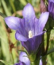 flower  : nom scientifique : Gentiana pneumonanthe L. , Gentiana , Gentianaceae 