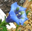 flower  : nom scientifique : Gentiana acaulis L. , Gentiana , Gentianaceae 