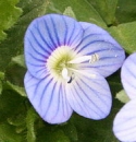 flower  : nom scientifique : Veronica persica Poir. , Veronica , Plantaginaceae 