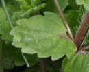 leaf  : nom scientifique : Veronica persica Poir. , Veronica , Plantaginaceae 