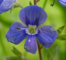 flower  : nom scientifique : Veronica chamaedrys L. , Veronica , Plantaginaceae 