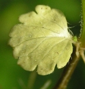 leaf  : nom scientifique : Veronica chamaedrys L. , Veronica , Plantaginaceae 